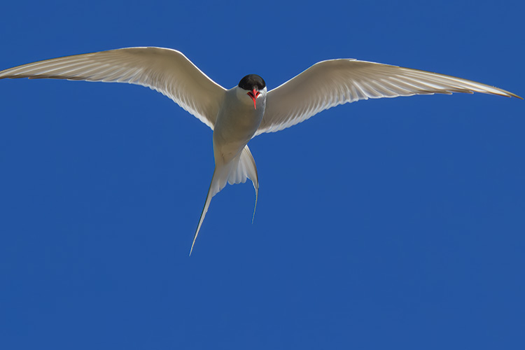 Arctic tern Sterna paradisaea 